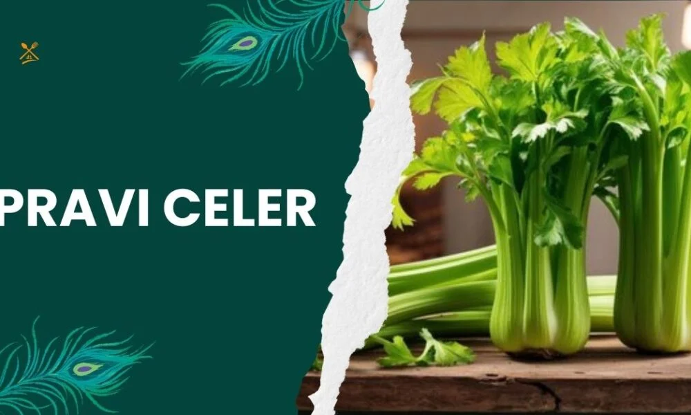 Pravi Celer